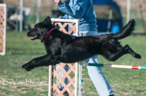 Tempe running Agility